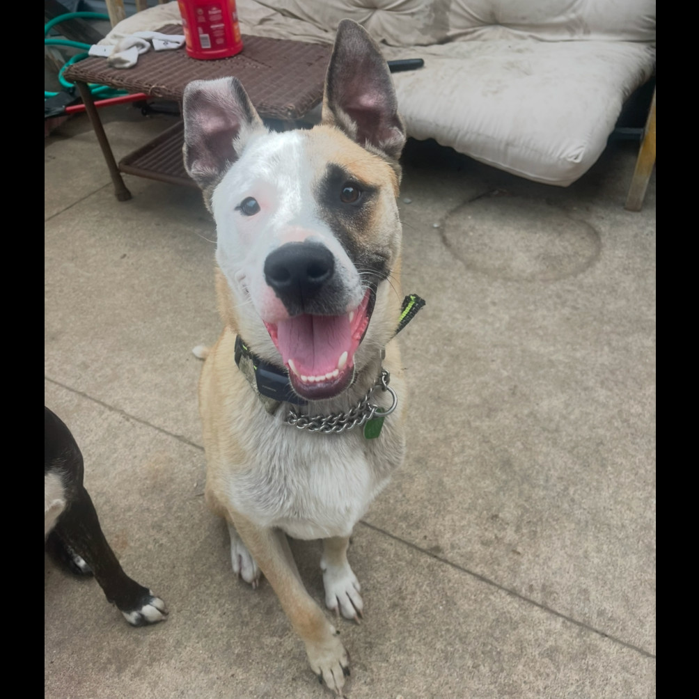 Harvey, an adoptable Mixed Breed in Bismarck, ND, 58507 | Photo Image 1