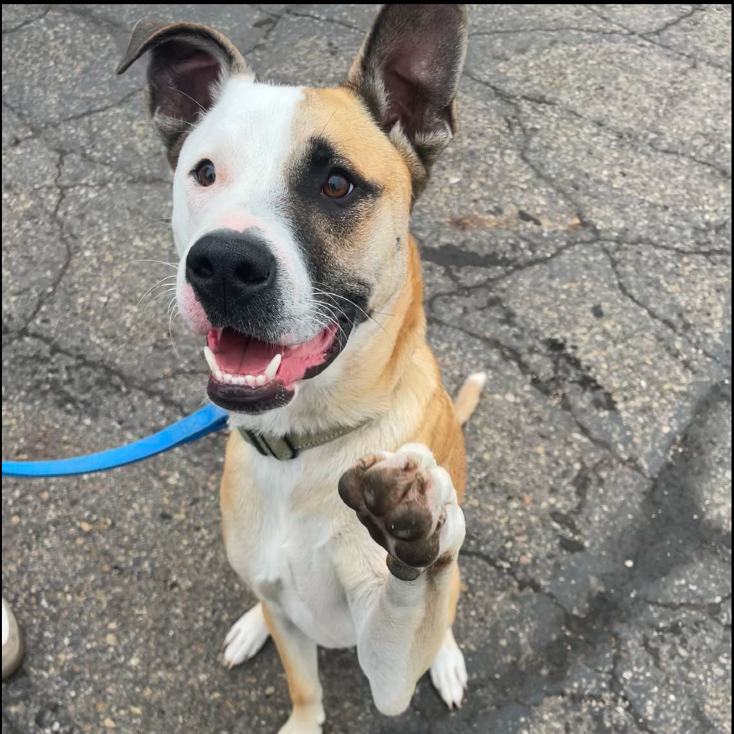 Harvey, an adoptable Mixed Breed in Bismarck, ND, 58507 | Photo Image 1