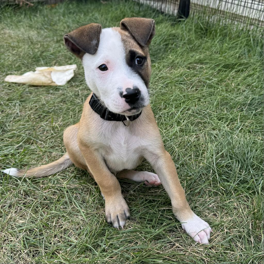 Harvey, an adoptable Mixed Breed in Bismarck, ND, 58507 | Photo Image 2
