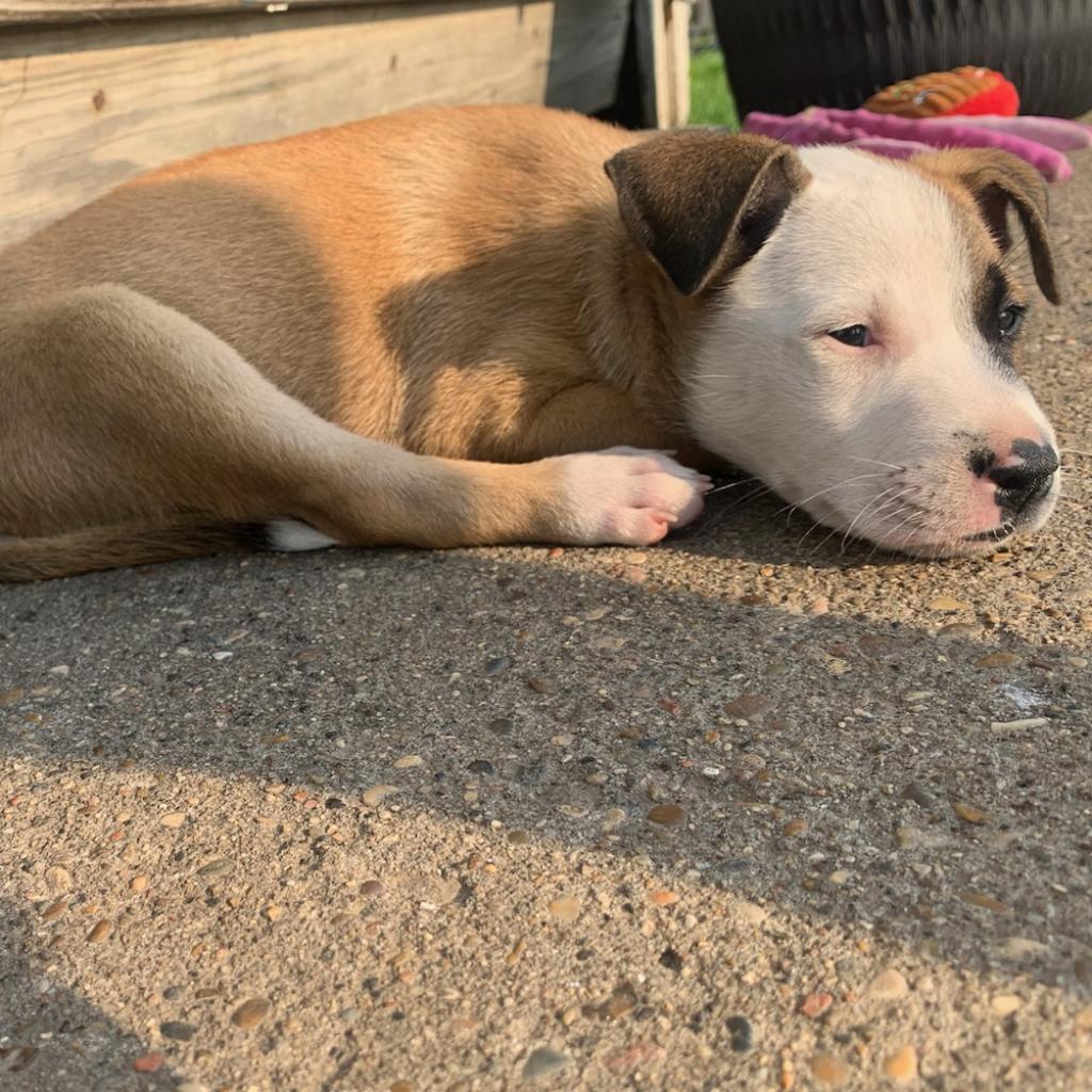 Harvey, an adoptable Mixed Breed in Bismarck, ND, 58507 | Photo Image 3