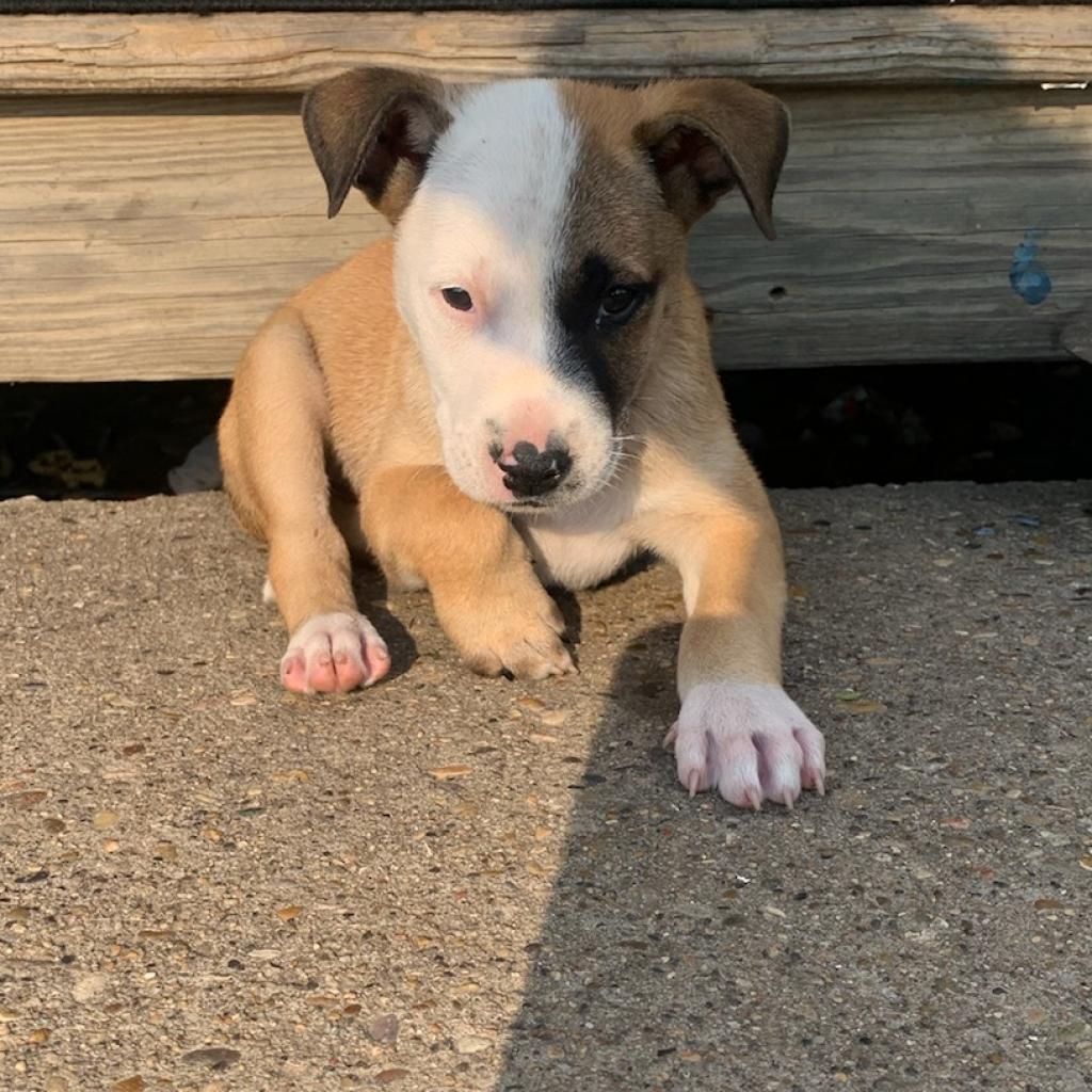 Harvey, an adoptable Mixed Breed in Bismarck, ND, 58507 | Photo Image 4