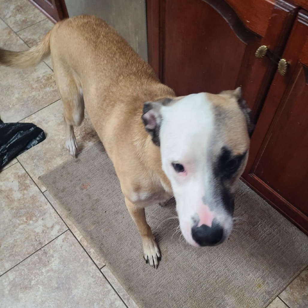 Harvey, an adoptable Mixed Breed in Bismarck, ND, 58507 | Photo Image 5