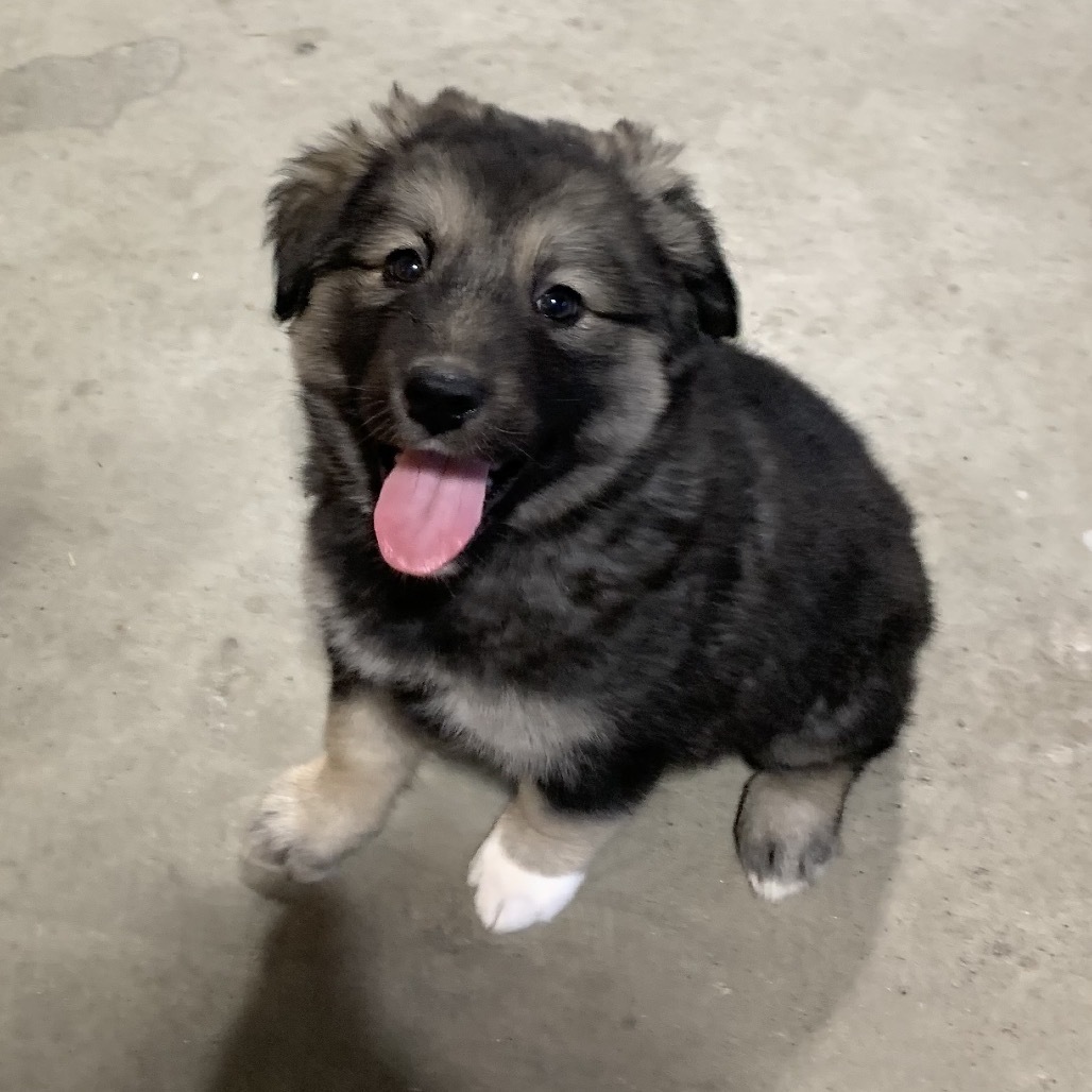 Greta, an adoptable Mixed Breed in Bismarck, ND, 58507 | Photo Image 1