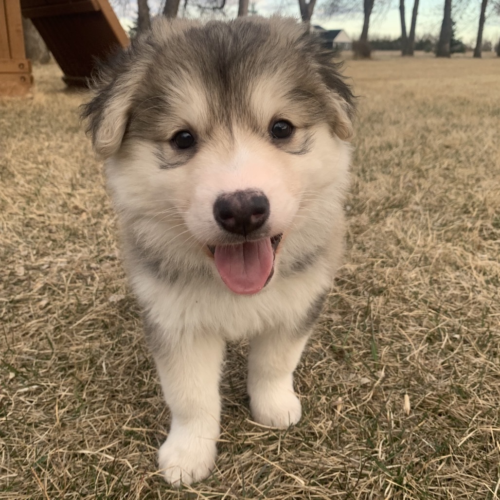 Hattie, an adoptable Mixed Breed in Bismarck, ND, 58507 | Photo Image 1
