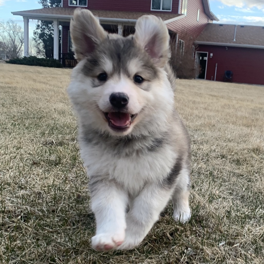 Hattie, an adoptable Mixed Breed in Bismarck, ND, 58507 | Photo Image 4