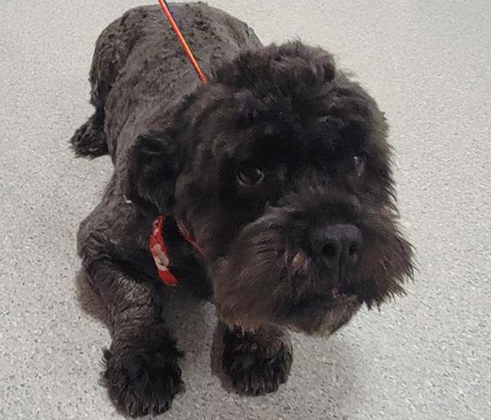 Chumbo H 25024, an adoptable Cockapoo in Parker, CO, 80134 | Photo Image 1