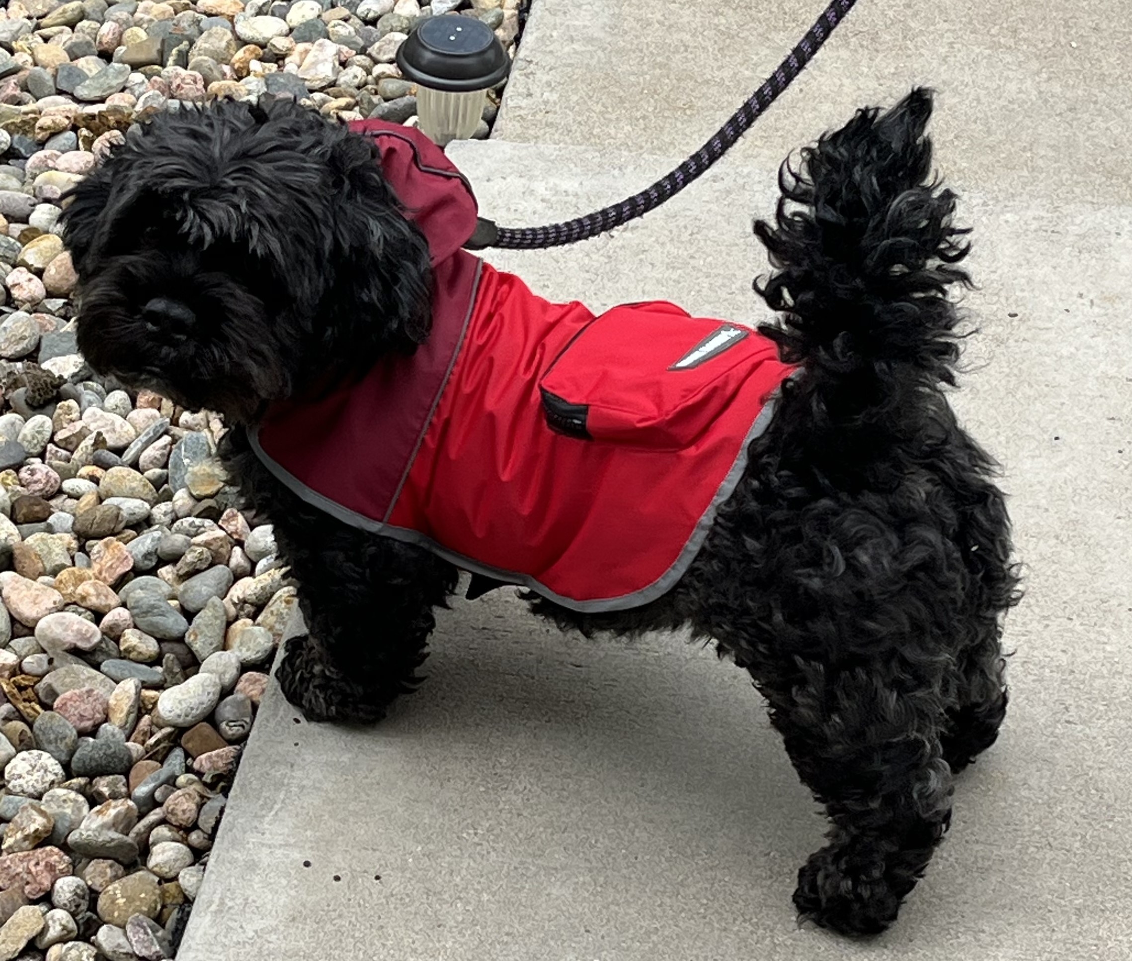 Chumbo H 25024, an adoptable Cockapoo in Parker, CO, 80134 | Photo Image 1