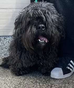 Chumbo H 25024, an adoptable Cockapoo in Parker, CO, 80134 | Photo Image 2