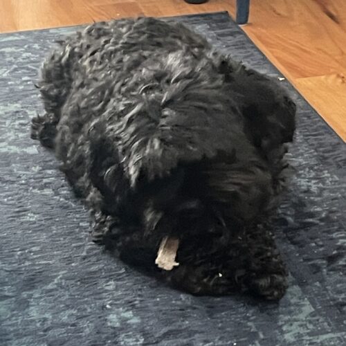 Chumbo H 25024, an adoptable Cockapoo in Parker, CO, 80134 | Photo Image 2