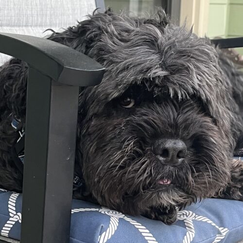 Chumbo H 25024, an adoptable Cockapoo in Parker, CO, 80134 | Photo Image 3