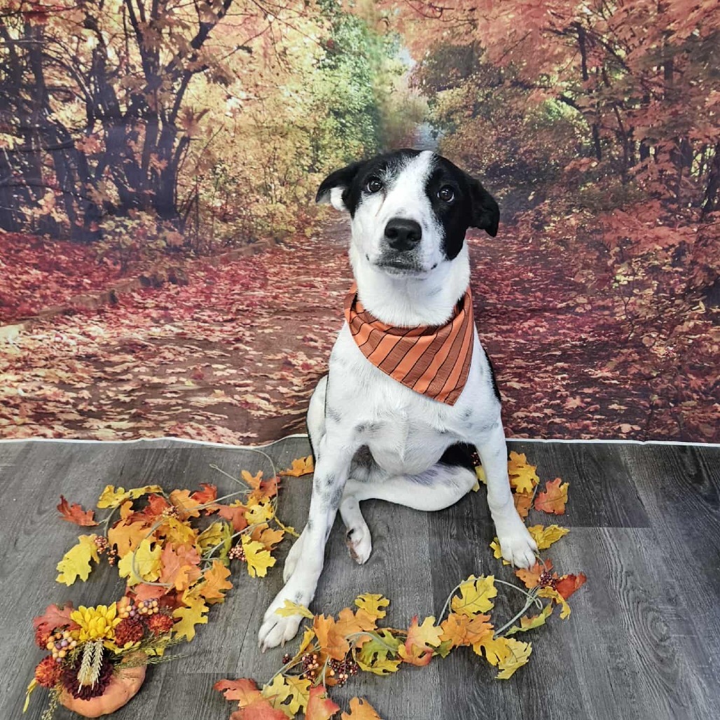 Nicks, an adoptable Border Collie, Australian Cattle Dog / Blue Heeler in Nampa, ID, 83686 | Photo Image 1
