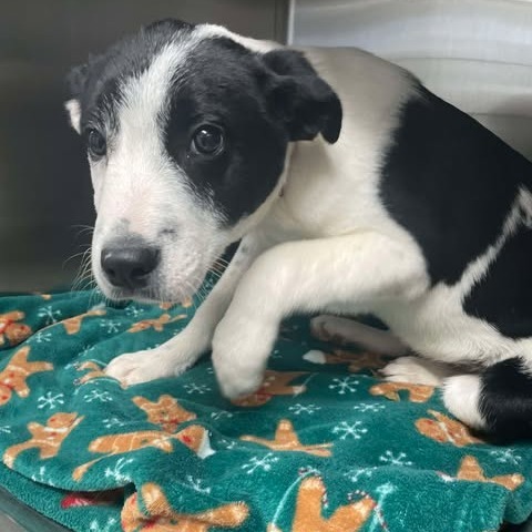 Nicks, an adoptable Border Collie, Australian Cattle Dog / Blue Heeler in Nampa, ID, 83686 | Photo Image 2