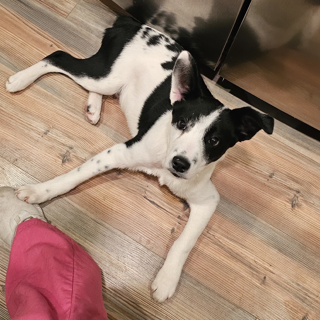 Nicks, an adoptable Border Collie, Australian Cattle Dog / Blue Heeler in Nampa, ID, 83686 | Photo Image 3