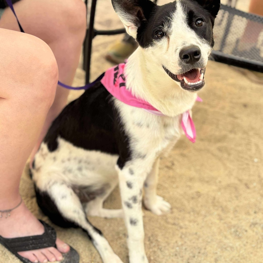 Nicks, an adoptable Border Collie, Australian Cattle Dog / Blue Heeler in Nampa, ID, 83686 | Photo Image 4