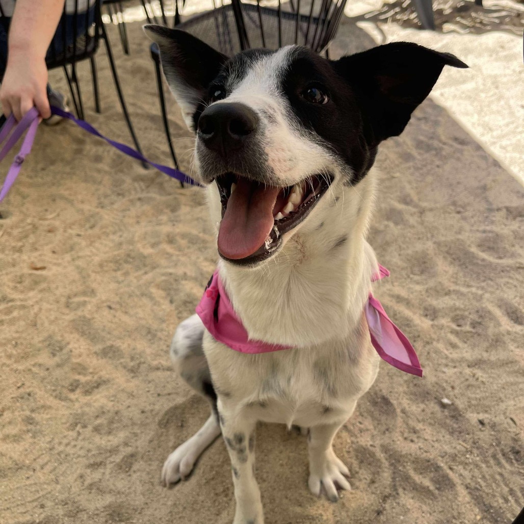 Nicks, an adoptable Border Collie, Australian Cattle Dog / Blue Heeler in Nampa, ID, 83686 | Photo Image 5