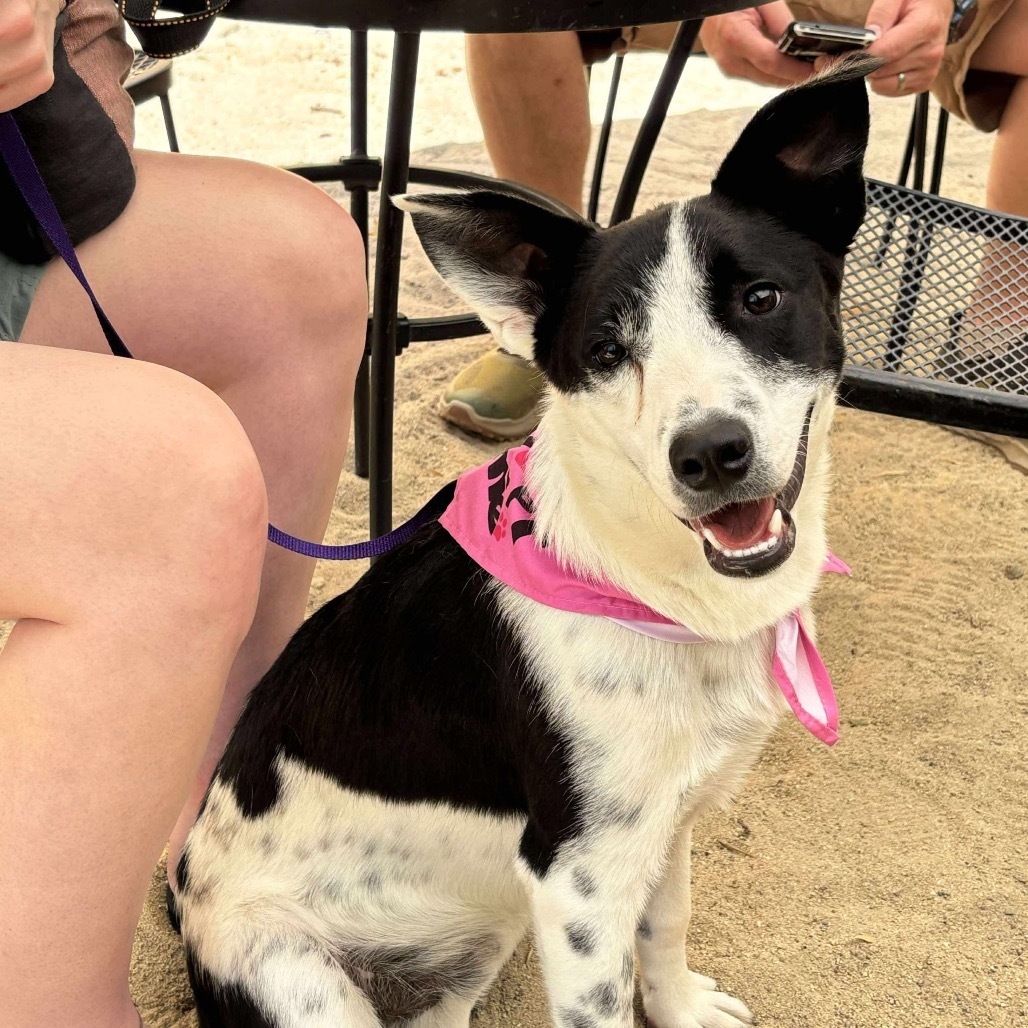 Nicks, an adoptable Border Collie, Australian Cattle Dog / Blue Heeler in Nampa, ID, 83686 | Photo Image 6