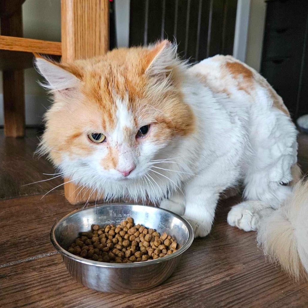 Star Lord, an adoptable Domestic Medium Hair in Nampa, ID, 83686 | Photo Image 1