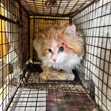 Star Lord, an adoptable Domestic Medium Hair in Nampa, ID, 83686 | Photo Image 2