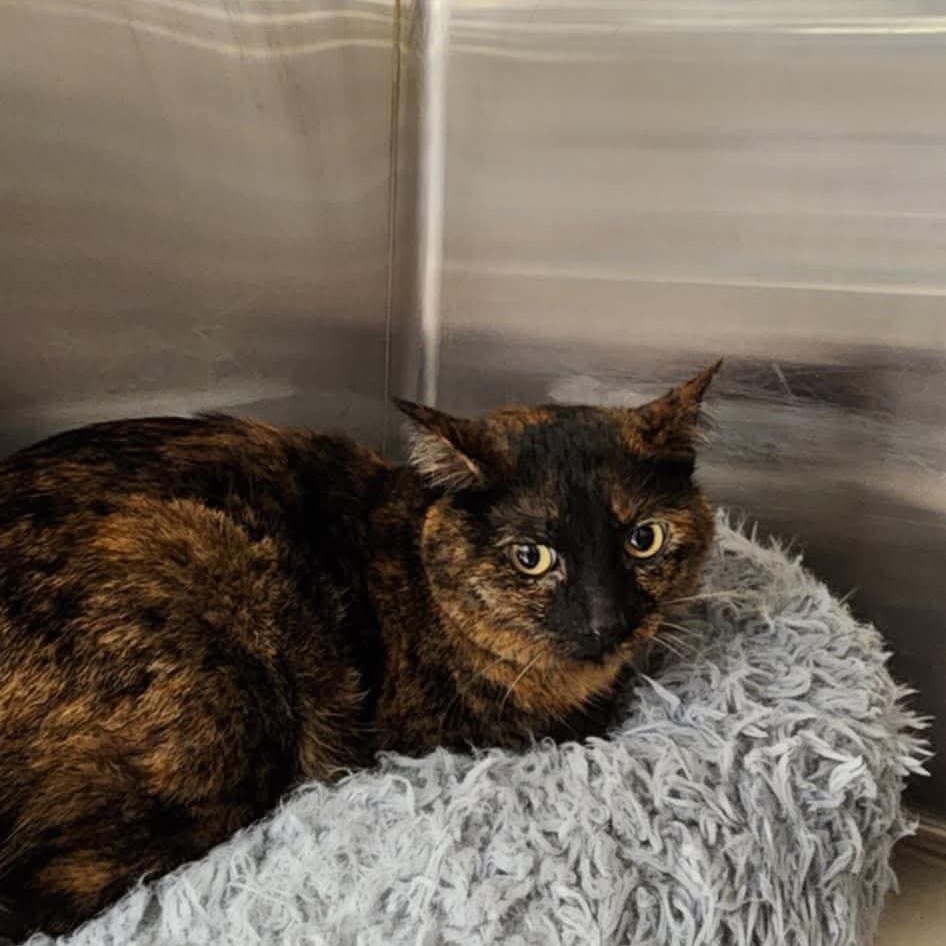 Vivian Cat F NV, an adoptable Domestic Short Hair in Las Vegas, NV, 89145 | Photo Image 1
