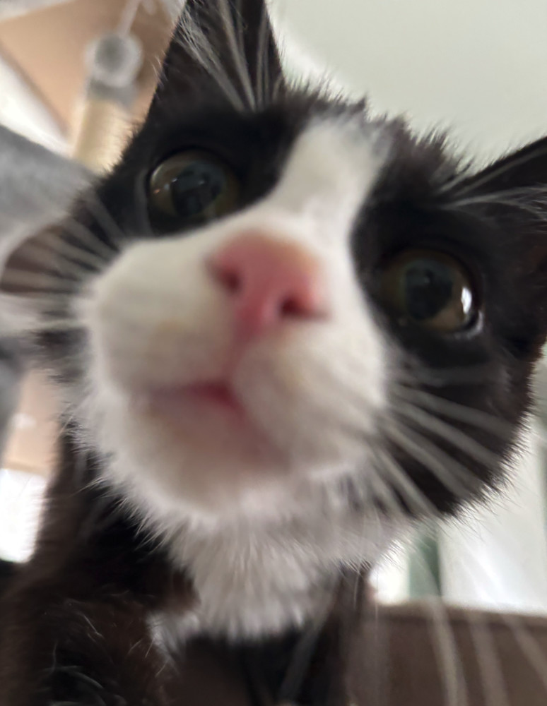 Fig