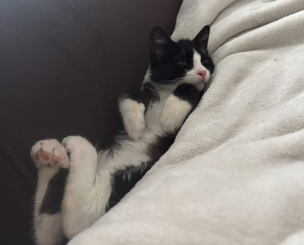 Fig
