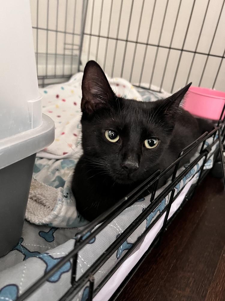 Juno
