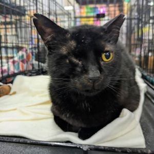Ian, Adult Male Domestic Short Hair