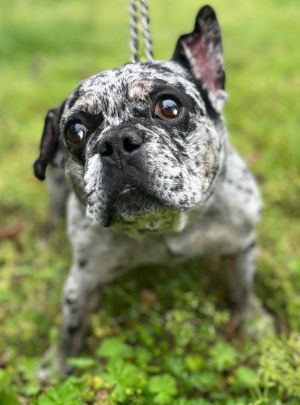 This sweet and hilarious chonky boy is Willis He is 3 years old and weighs 26 lbs He is neutered