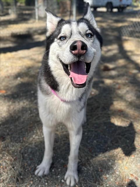 *BALTO