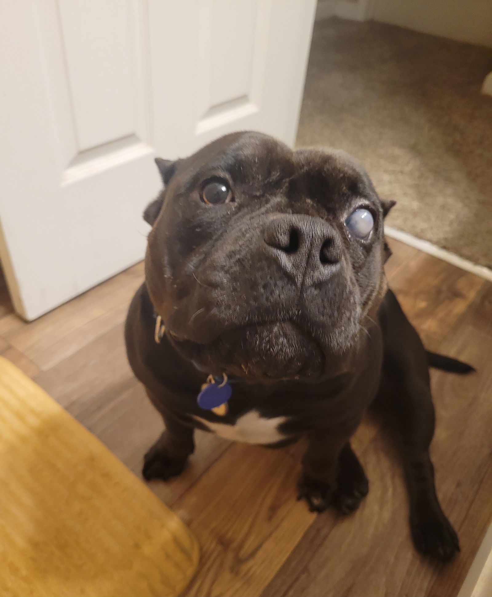 Lulu