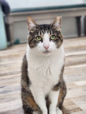 Typhoon, Adult Female unknown