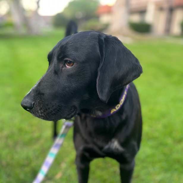 Tux