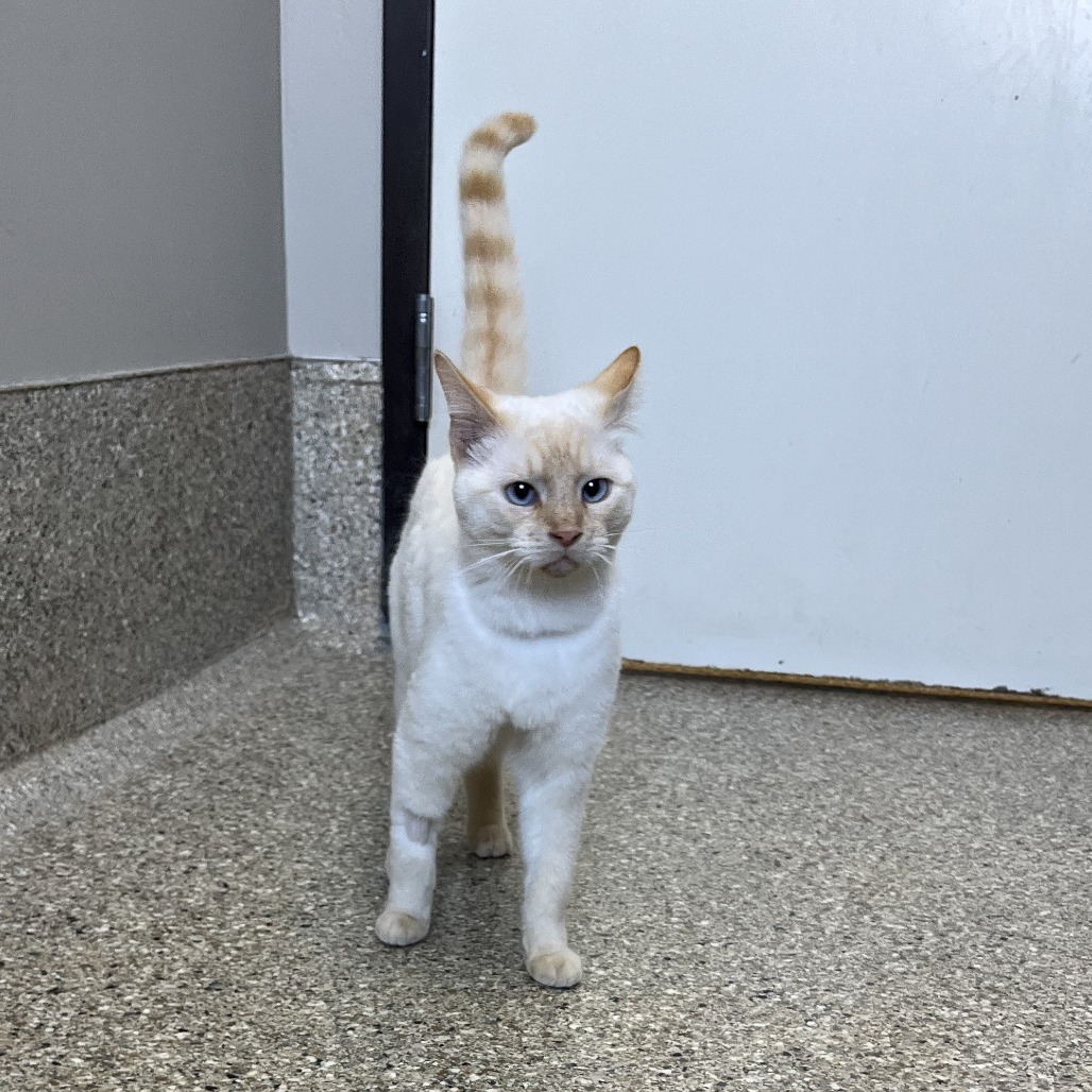 Hibiscus, an adoptable Domestic Short Hair in Detroit Lakes, MN, 56501 | Photo Image 1