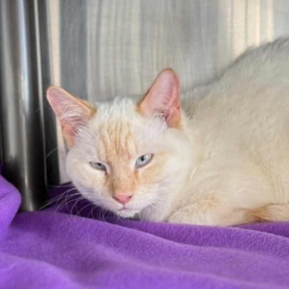 Hibiscus, an adoptable Domestic Short Hair in Detroit Lakes, MN, 56501 | Photo Image 2