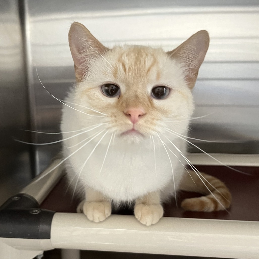 Orchid, an adoptable Domestic Short Hair in Detroit Lakes, MN, 56501 | Photo Image 1