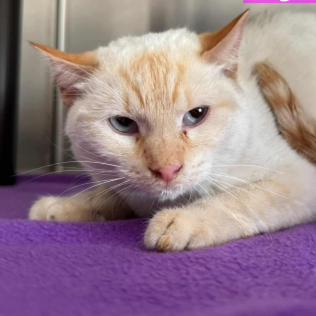 Orchid, an adoptable Domestic Short Hair in Detroit Lakes, MN, 56501 | Photo Image 2