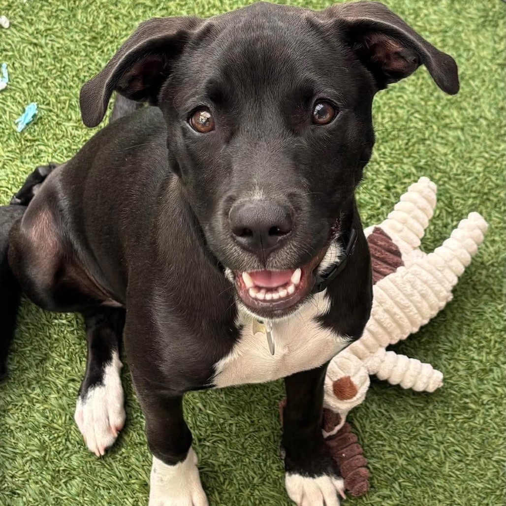 Xena