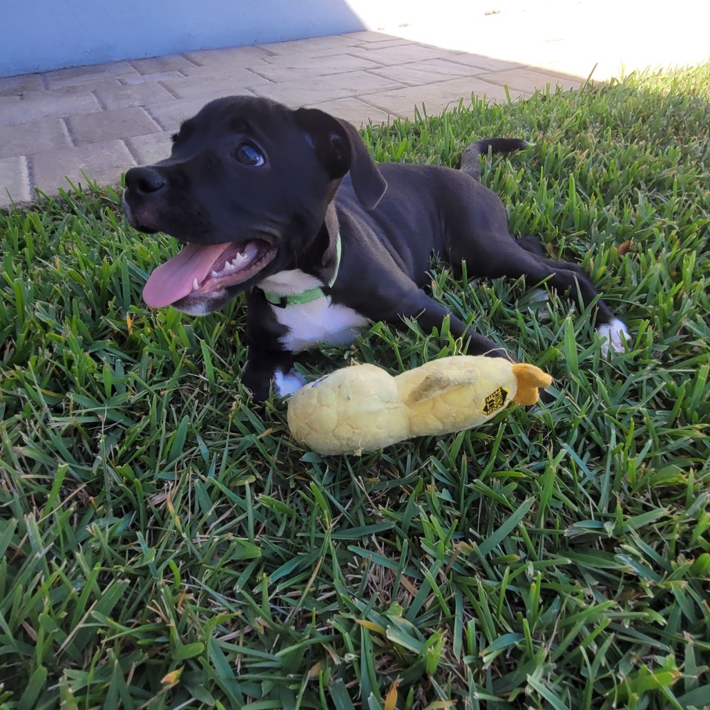Xena