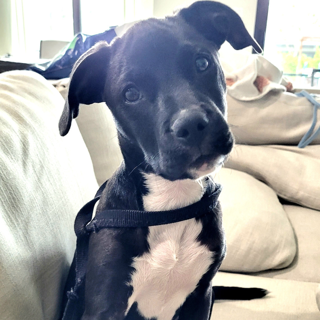 Xena