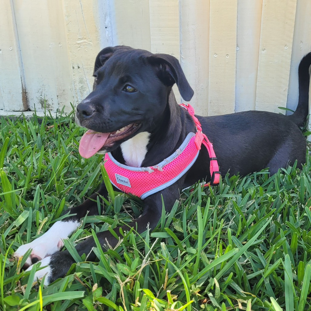 Xena