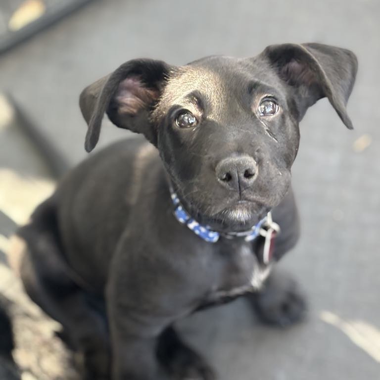 Odin Viking