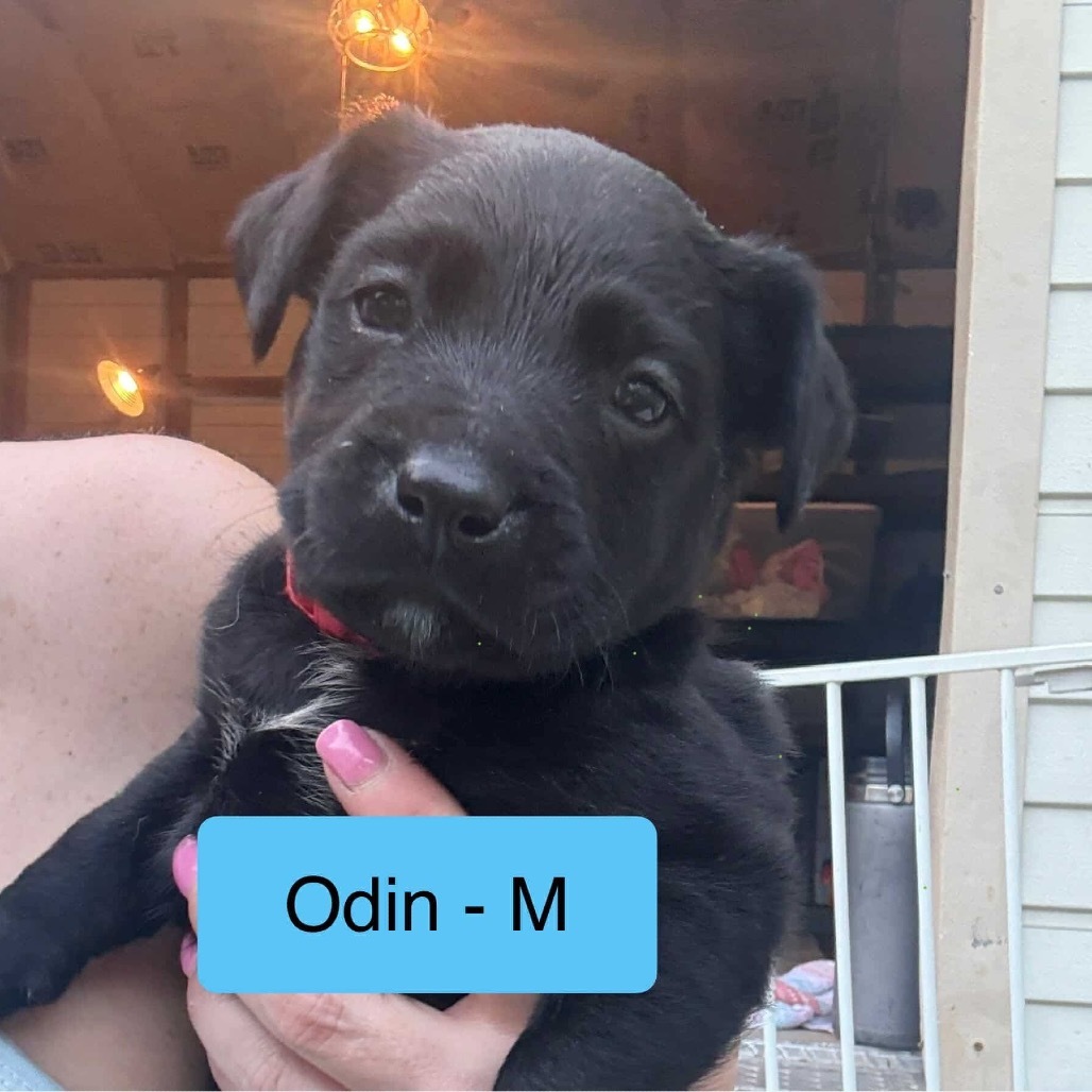 Odin Viking