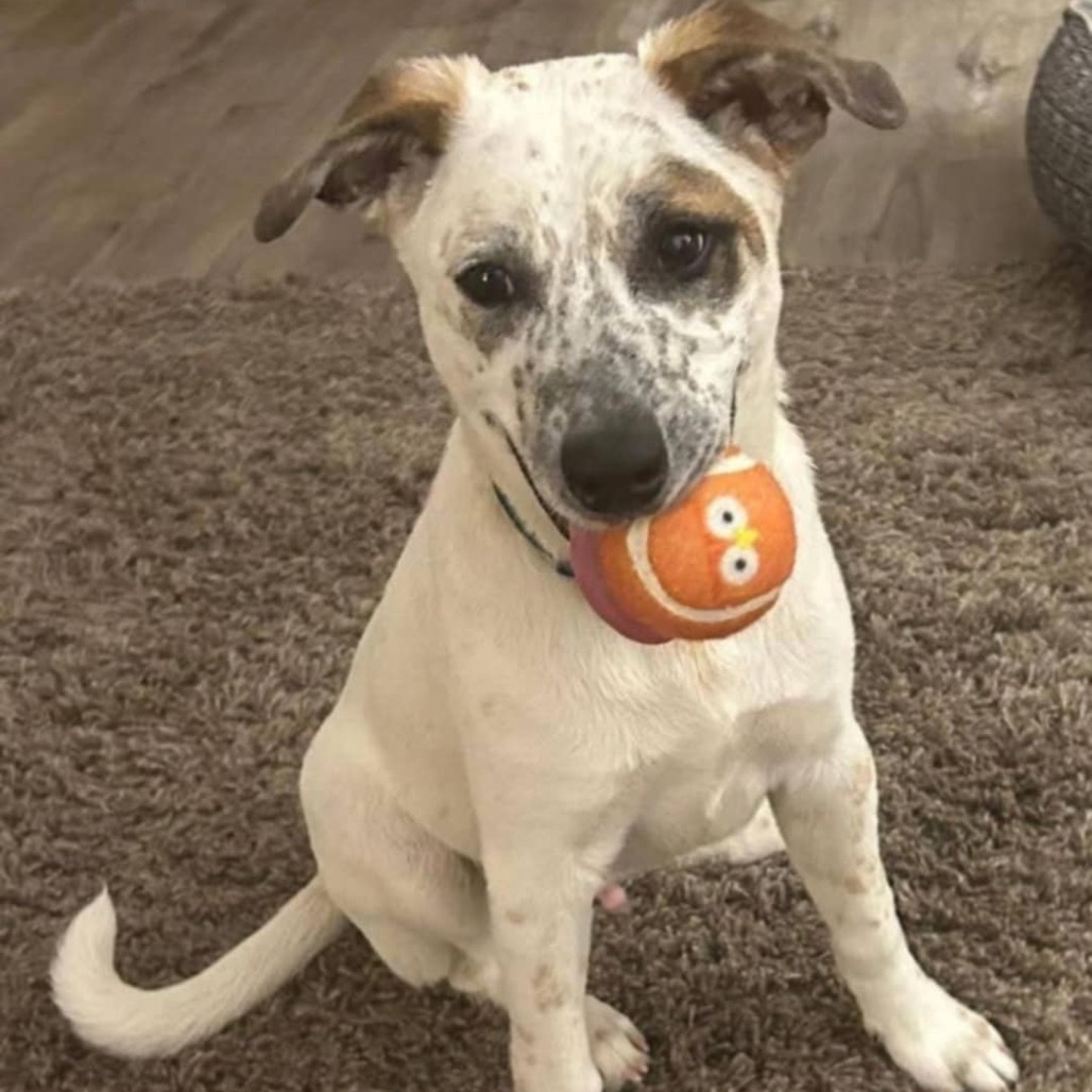 Pablo, an adoptable Cattle Dog in Wadena, MN, 56482 | Photo Image 1