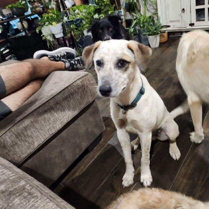 Dillon/Pablo, an adoptable Cattle Dog in Wadena, MN, 56482 | Photo Image 1