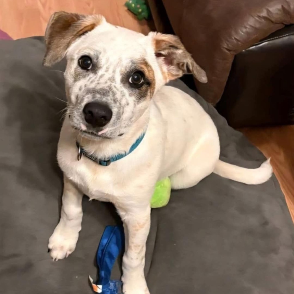 Dillon/Pablo, an adoptable Cattle Dog in Wadena, MN, 56482 | Photo Image 3