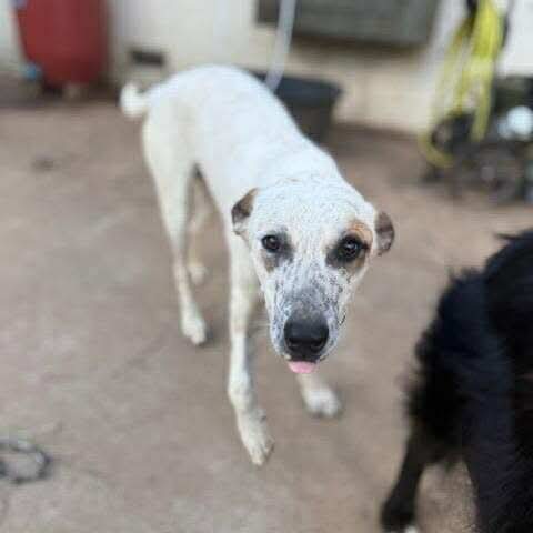 Dillon/Pablo, an adoptable Cattle Dog in Wadena, MN, 56482 | Photo Image 4