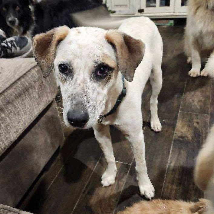 Dillon/Pablo, an adoptable Cattle Dog in Wadena, MN, 56482 | Photo Image 5