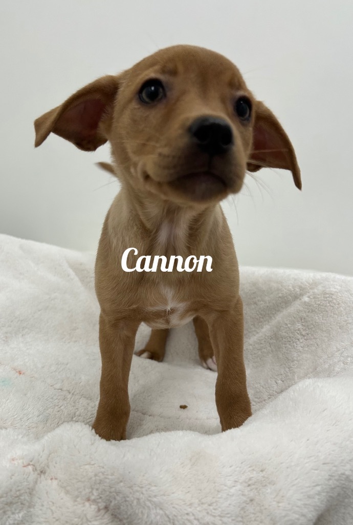 Cannon, an adoptable Affenpinscher in Jacksonville, IL, 62650 | Photo Image 1