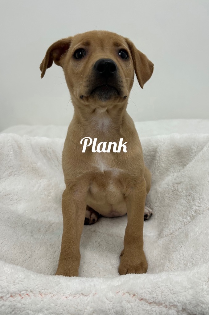 Plank, an adoptable Affenpinscher in Jacksonville, IL, 62650 | Photo Image 1