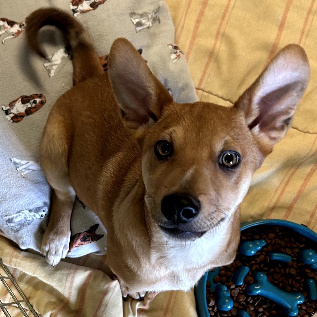 Dakota - Loves Cuddles & Good w/ Dogs
